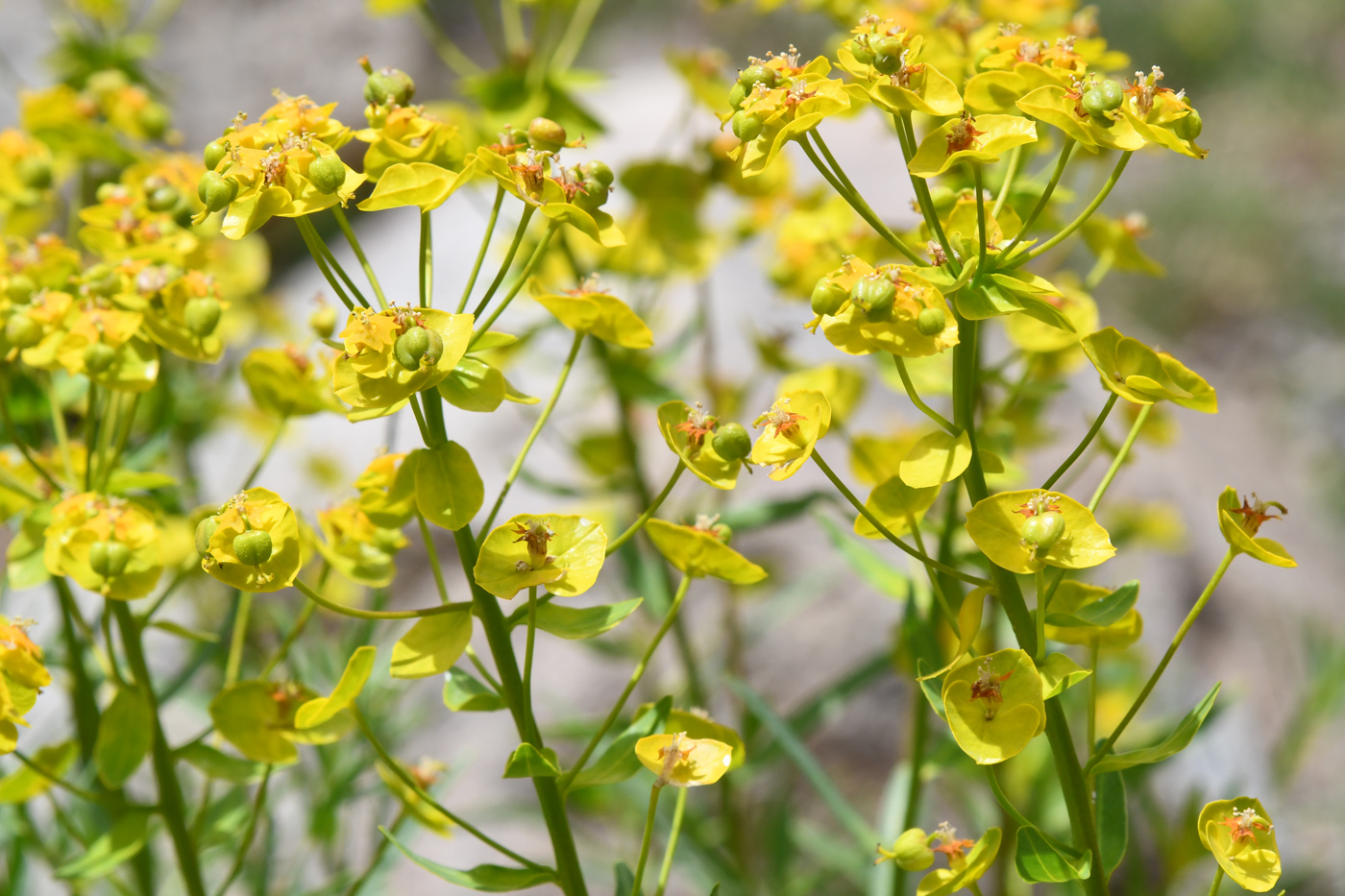 Image of Euphorbia jaxartica specimen.