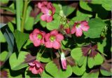 Oxalis tetraphylla. Цветки и бутоны. Московская обл., Раменский р-н, окр. дер. Хрипань, садовый участок. 16.06.2024.