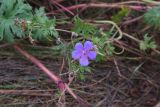 Geranium pratense. Цветок. Рязанская обл., Милославский р-н, ур. Лошаки, луг. 31 июля 2024 г.