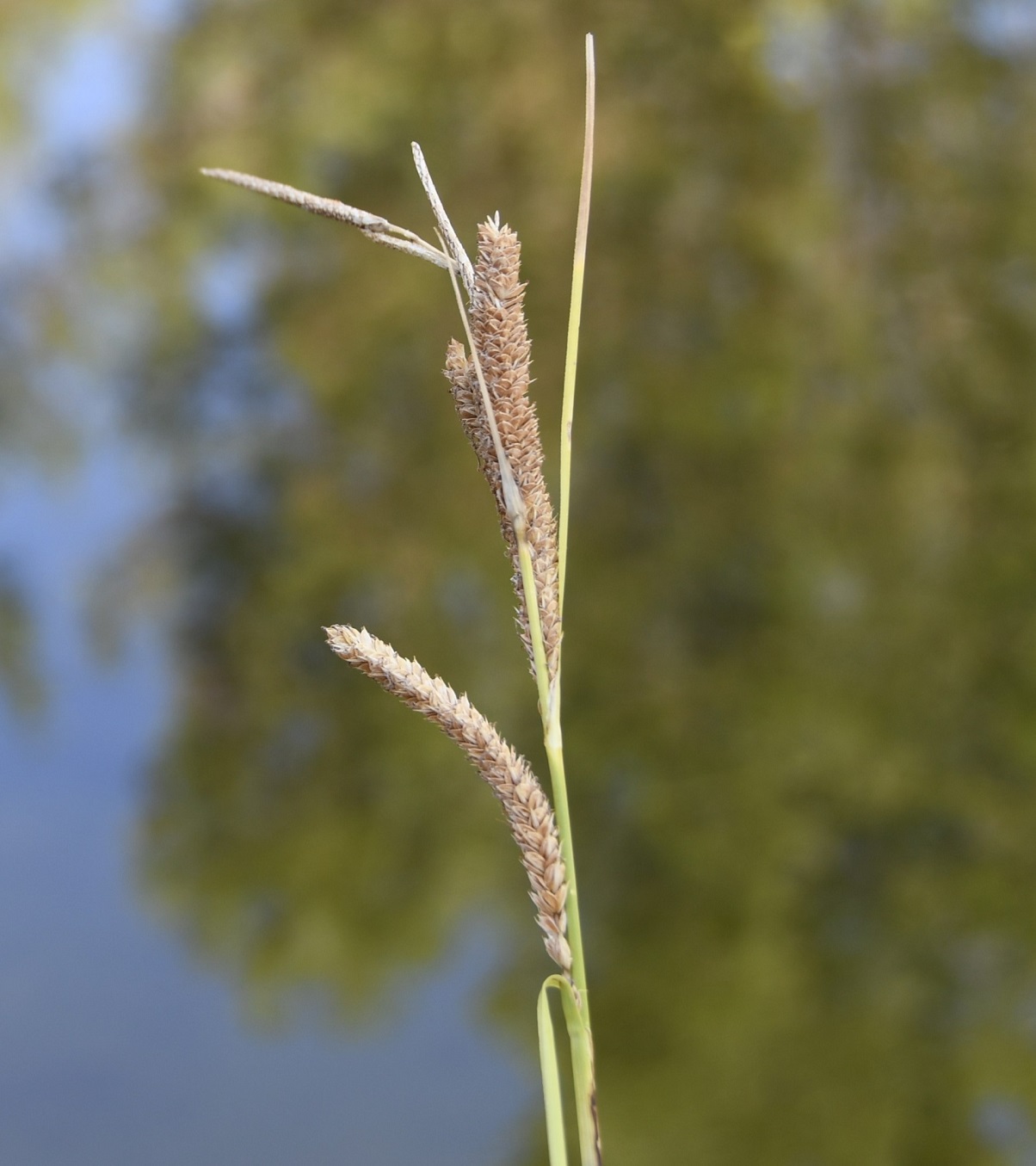 Изображение особи род Carex.