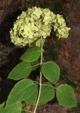 Hydrangea arborescens. Верхушка побега с соцветием и листьями. Узбекистан, Ташкентская обл., зап. отр. Чаткальского хр., окр. кишлака Учтерак, зона отдыха, в культуре. 25.09.2024.