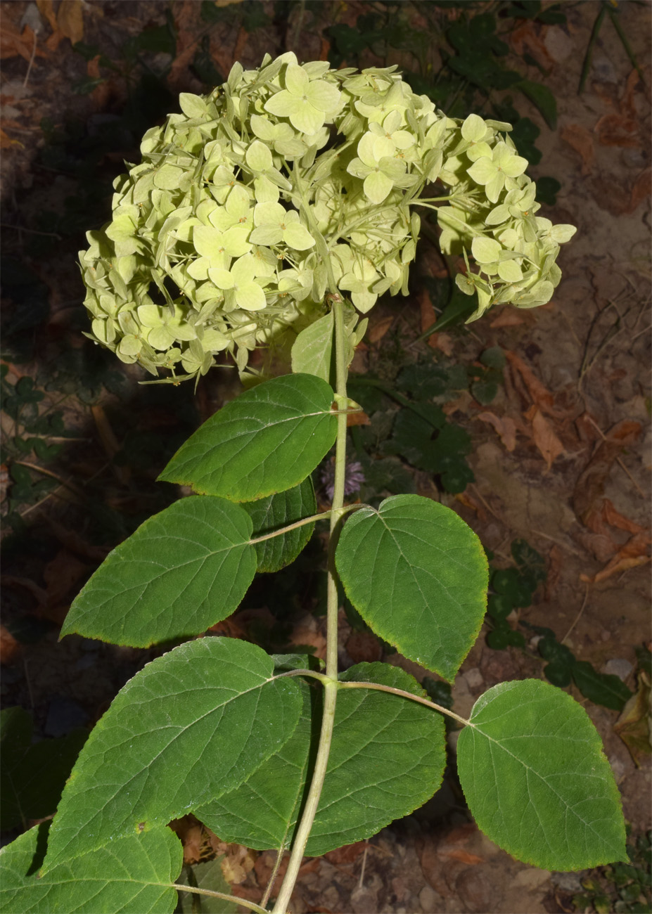 Image of Hydrangea arborescens specimen.