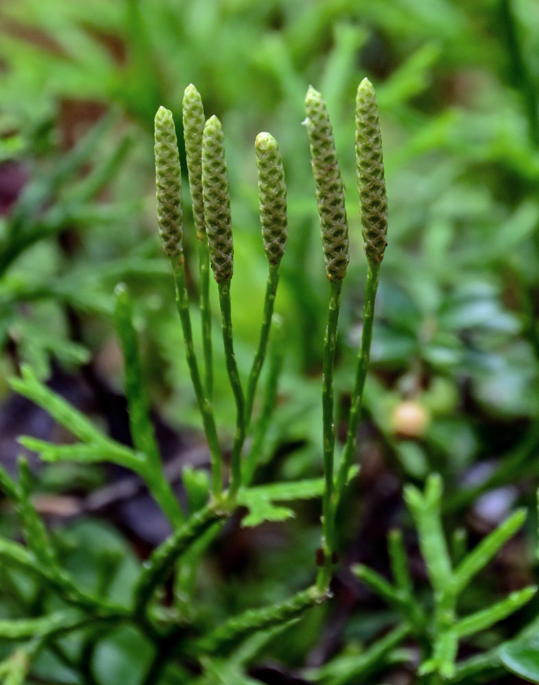 Image of Diphasiastrum complanatum specimen.