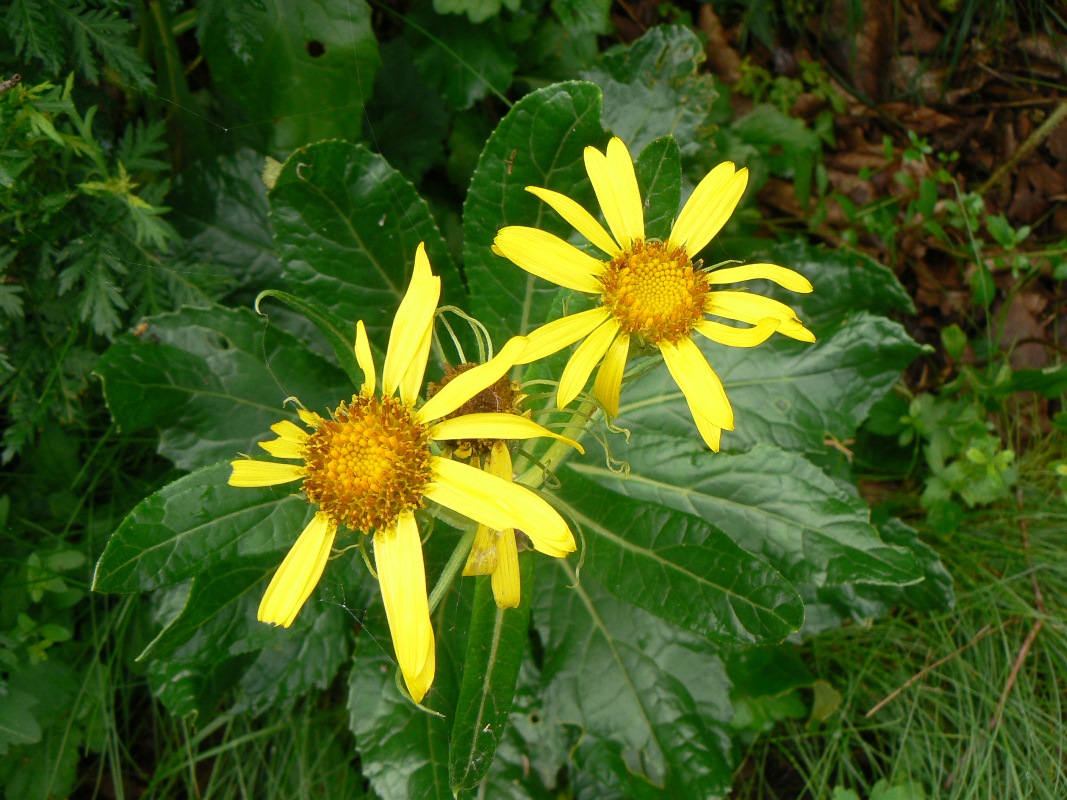 Image of Senecio pseudoarnica specimen.