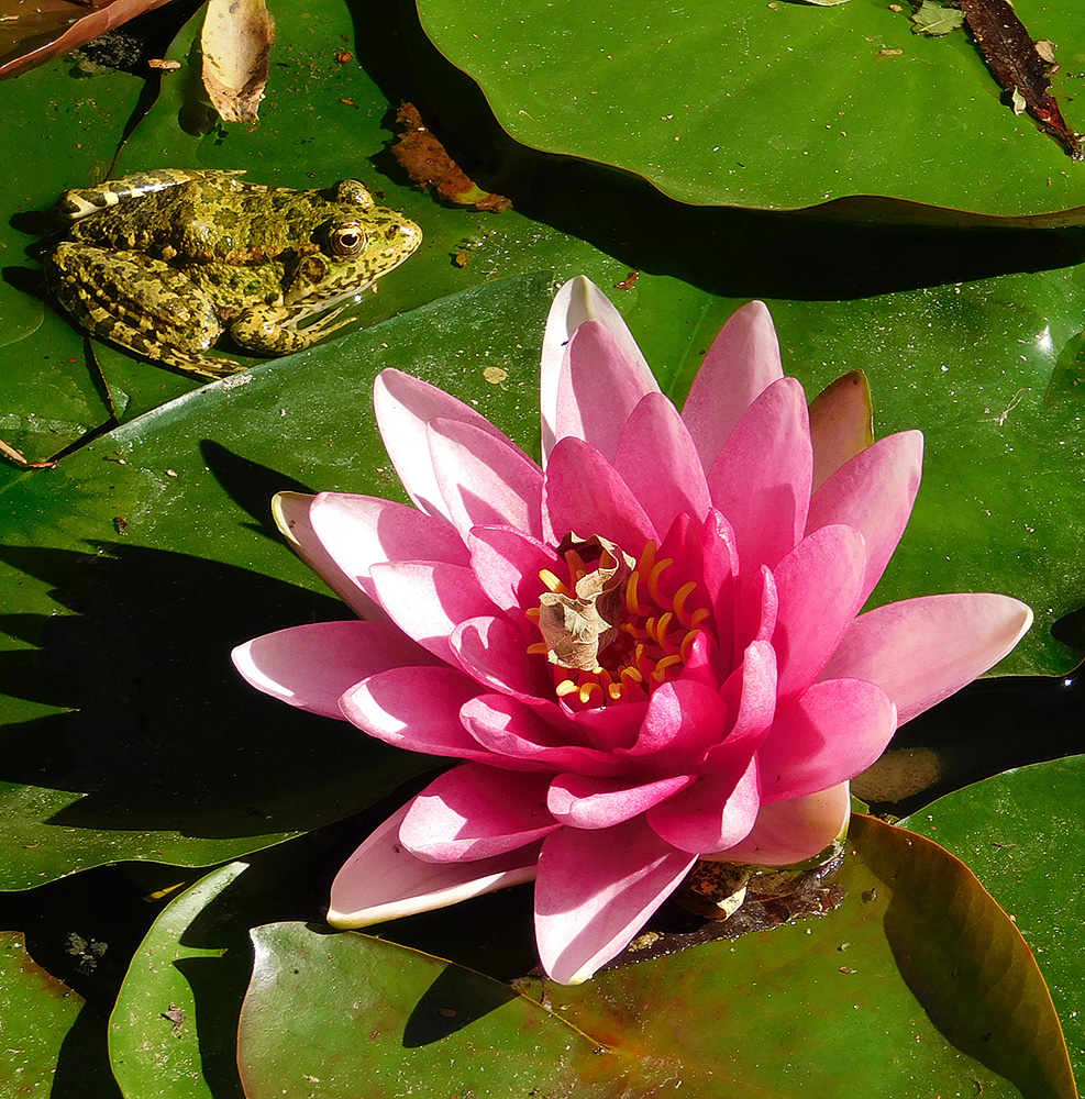 Image of Nymphaea &times; marliacea specimen.