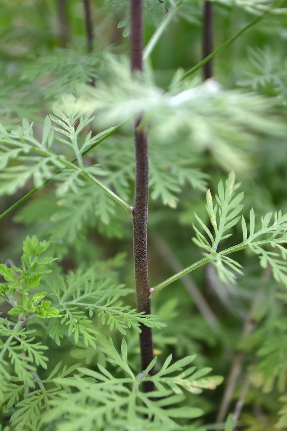 Изображение особи Artemisia abrotanum.