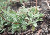 Papaver microcarpum