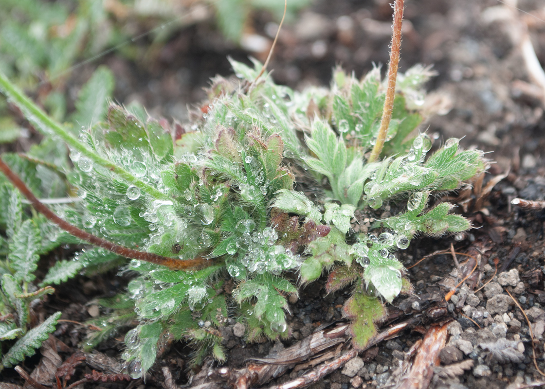 Image of Papaver microcarpum specimen.