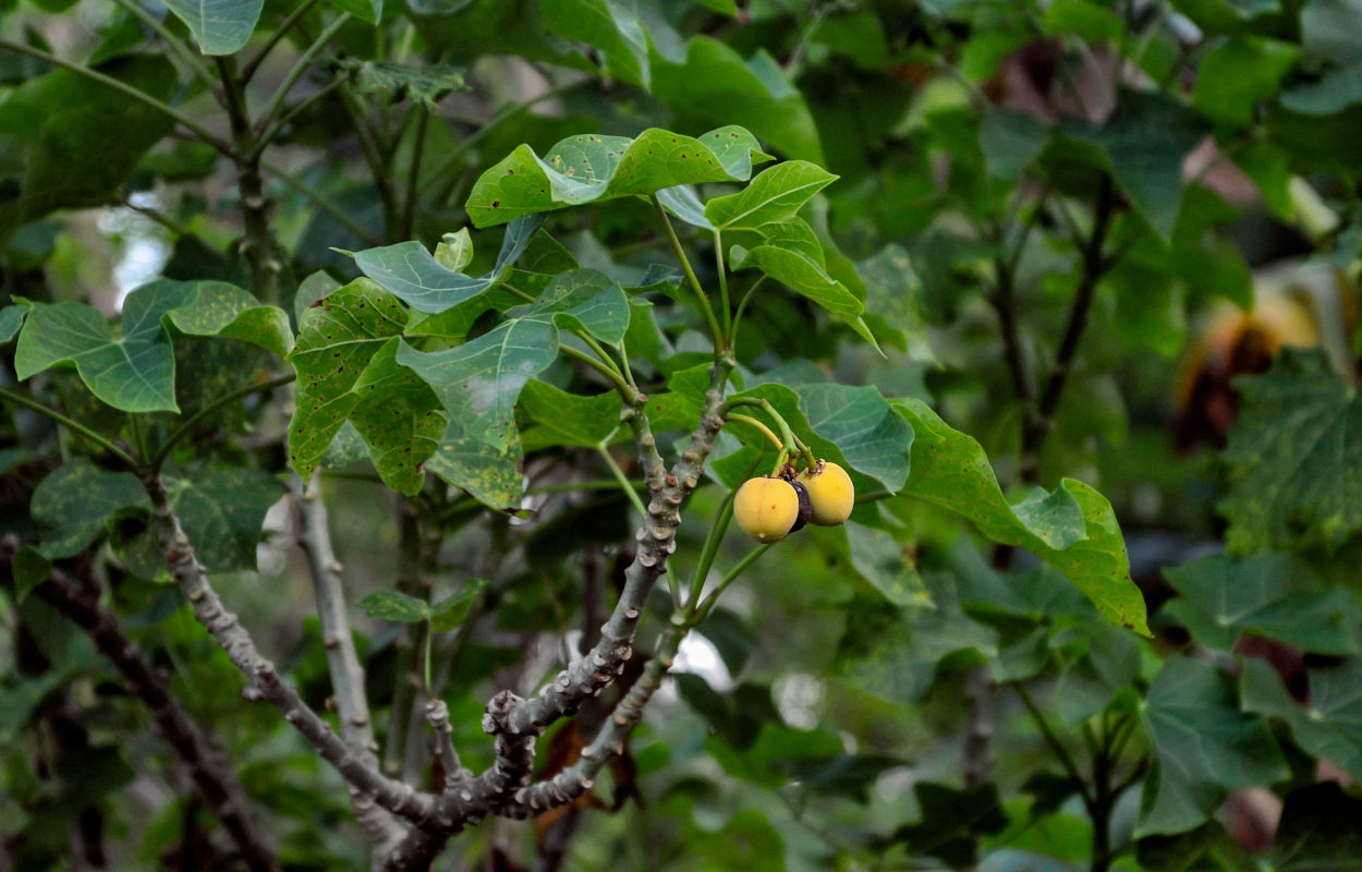 Изображение особи Jatropha curcas.