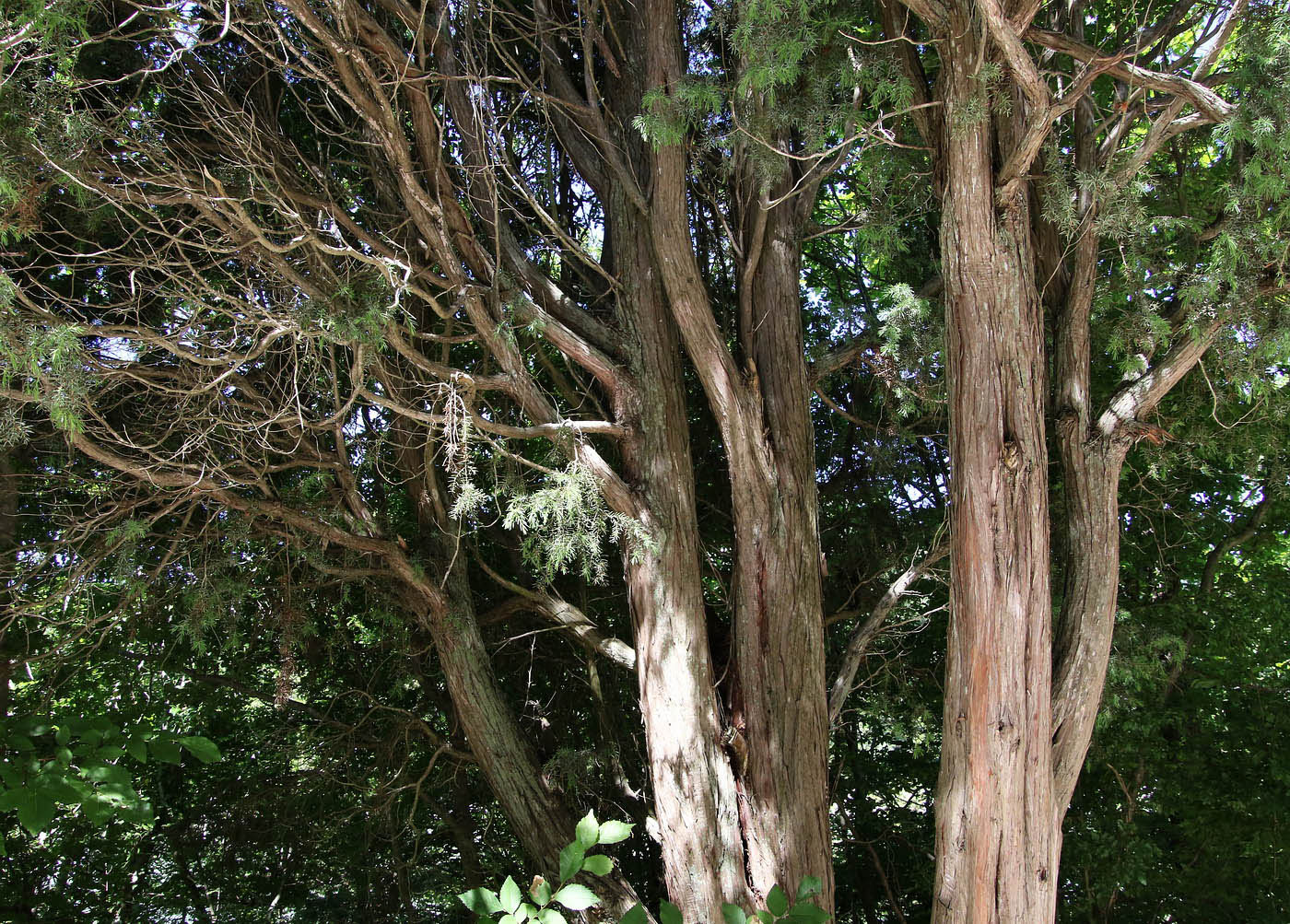 Image of Juniperus deltoides specimen.