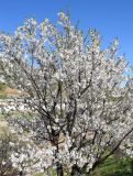 Amygdalus communis