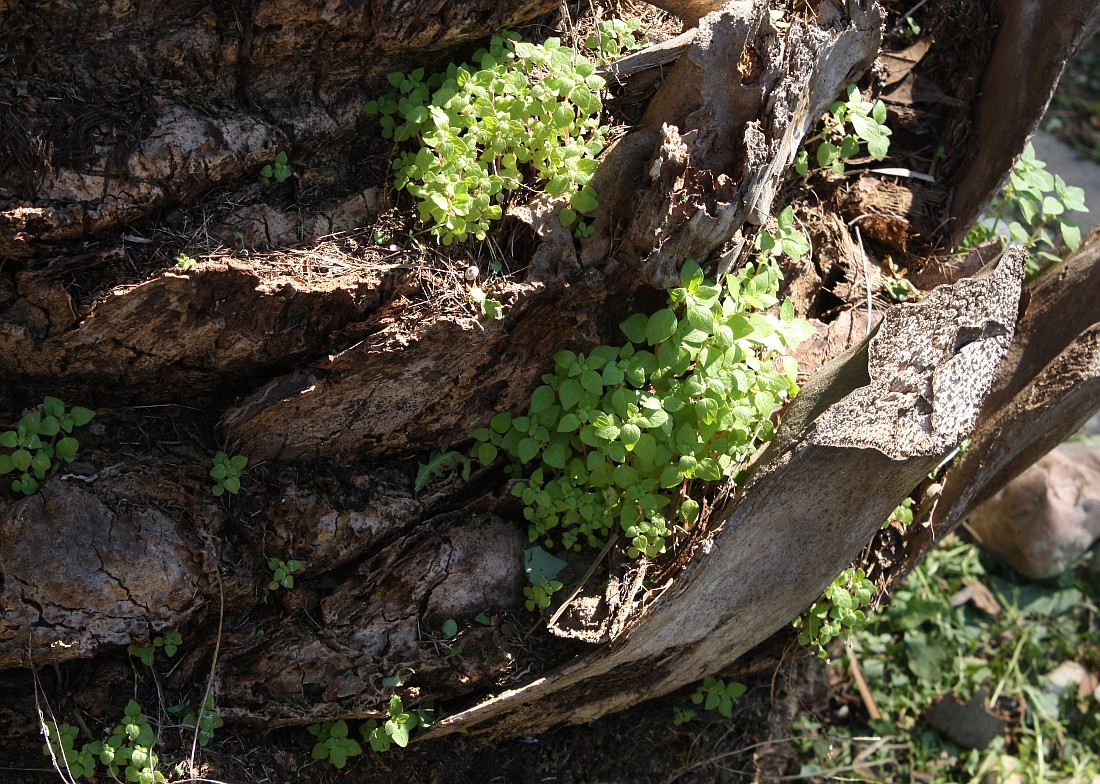 Image of Parietaria lusitanica specimen.