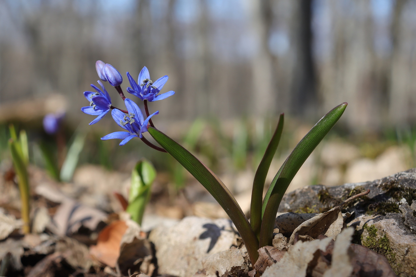 Изображение особи Scilla bifolia.