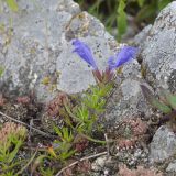 Dracocephalum charkeviczii