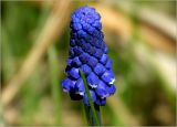 View full-size image Muscari botryoides