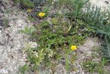 Смотреть изображение Potentilla reptans