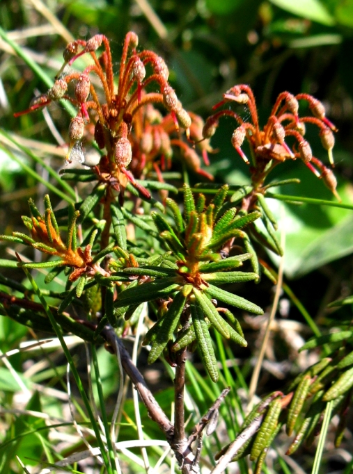 Image of Ledum decumbens specimen.