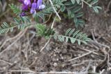 View full-size image genus Astragalus