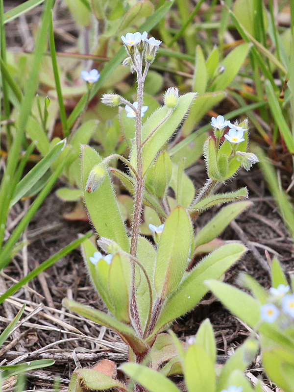 Image of Myosotis arvensis specimen.