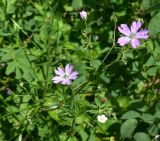 View full-size image genus Geranium