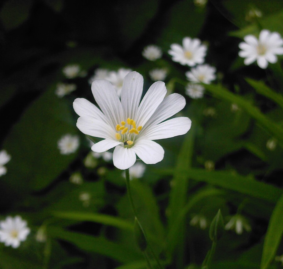 Изображение особи Stellaria holostea.