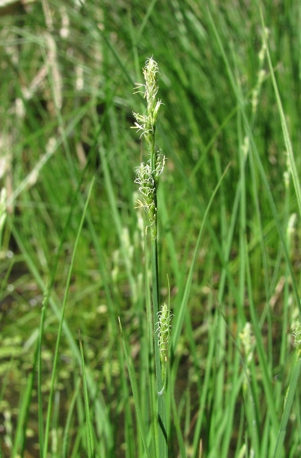 Изображение особи Carex canescens.