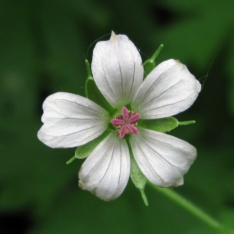 Image of Geranium sibiricum specimen.