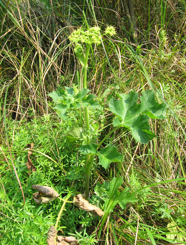 Image of Heracleum sibiricum specimen.