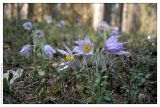 Pulsatilla patens