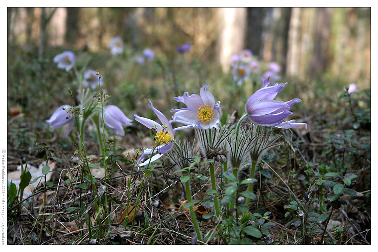 Изображение особи Pulsatilla patens.