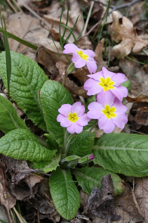 Image of Primula vulgaris specimen.