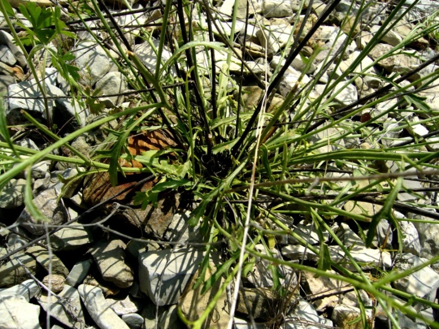 Image of Scrophularia scoparia specimen.