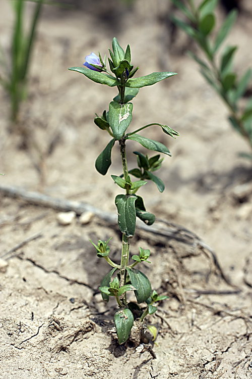 Изображение особи Anagallis foemina.