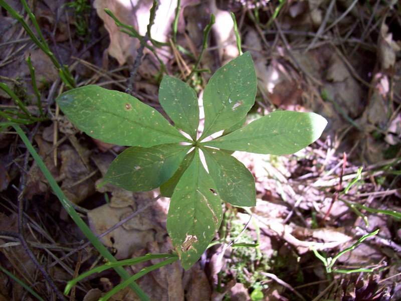 Изображение особи Trientalis europaea.