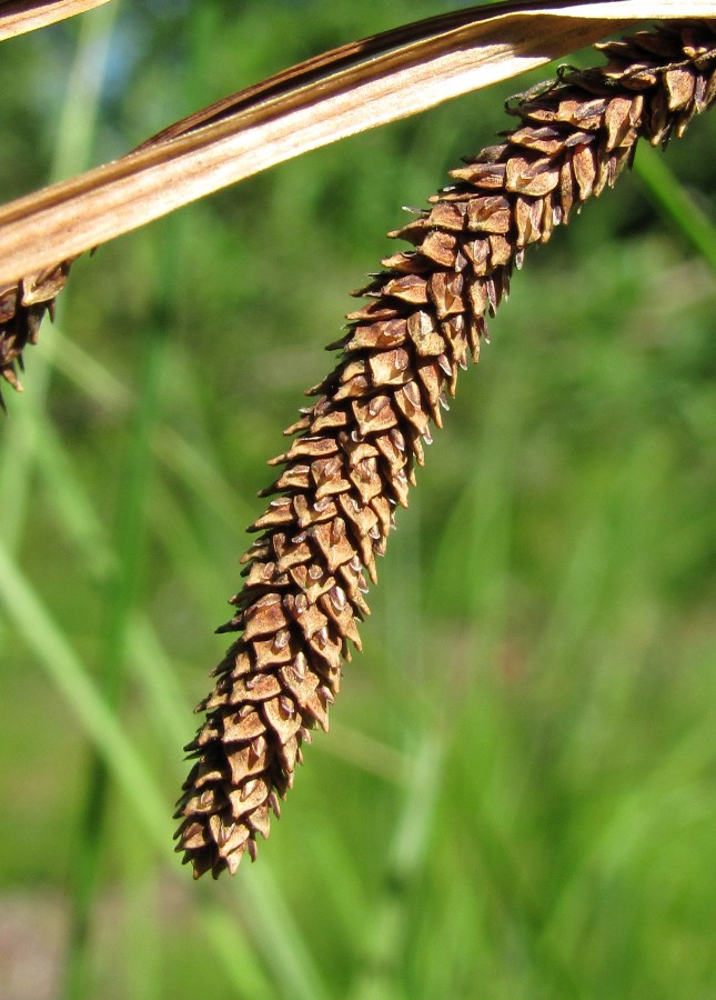 Image of Carex aquatilis specimen.