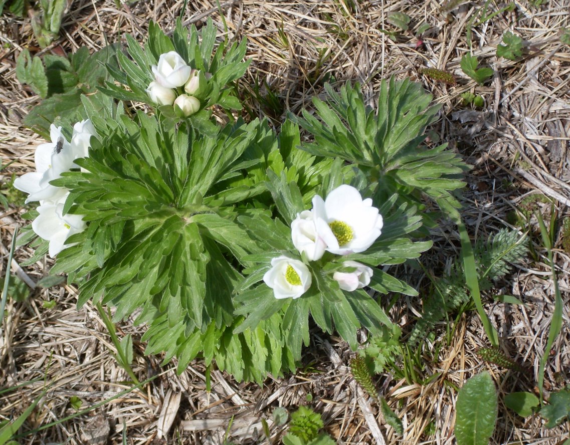 Image of Anemonastrum fasciculatum specimen.