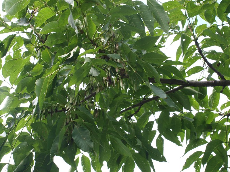 Image of genus Fraxinus specimen.