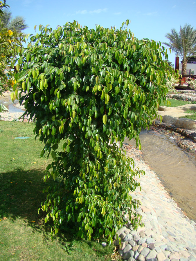 Изображение особи Ficus benjamina.