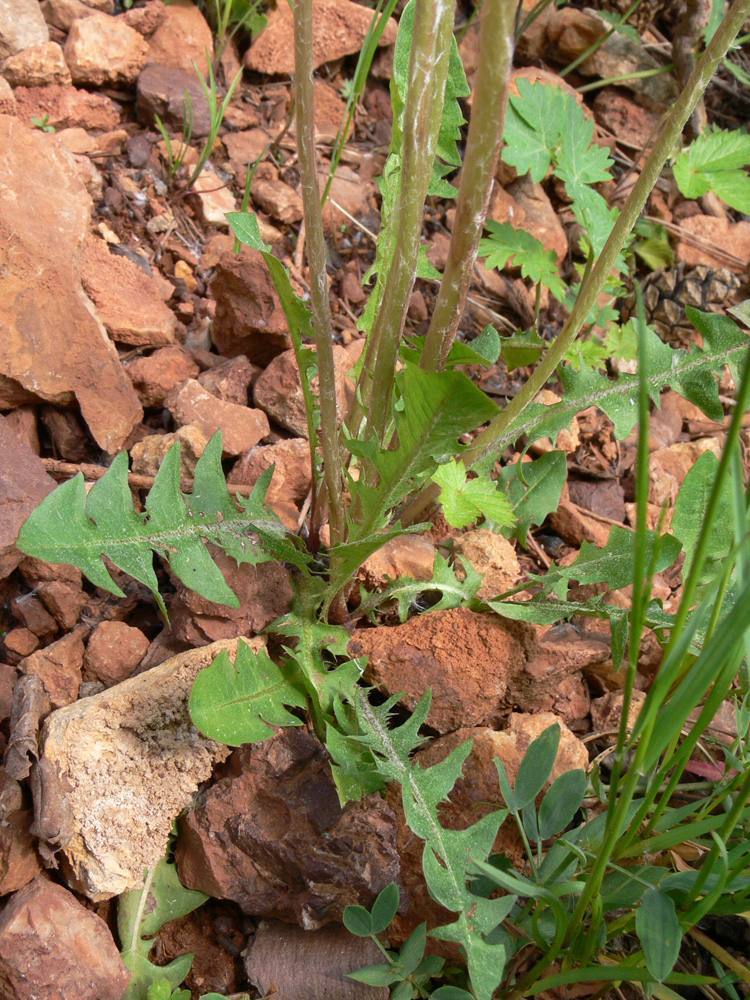 Image of Taraxacum marklundii specimen.