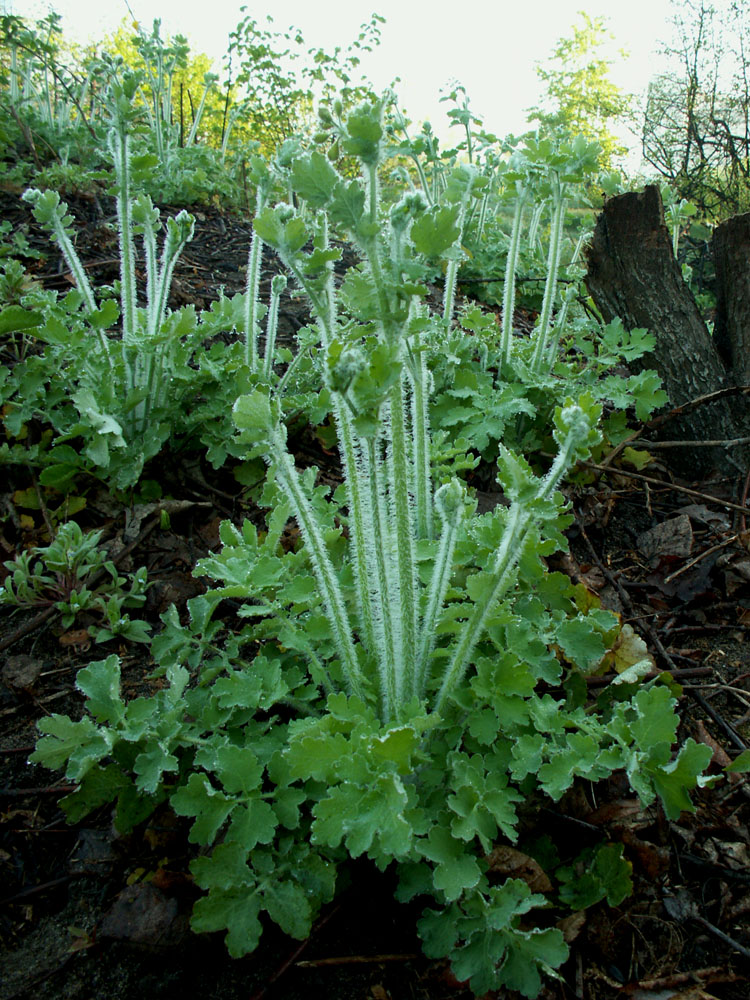 Image of Chelidonium majus specimen.