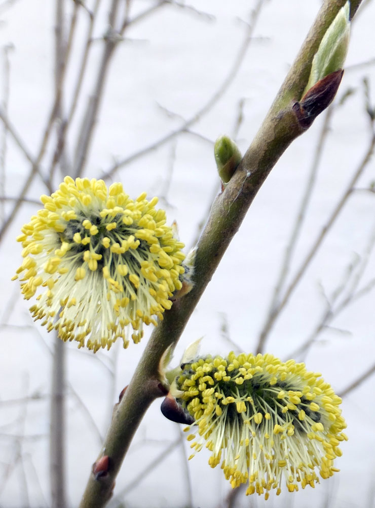 Image of Salix phylicifolia specimen.