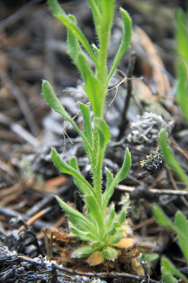 Image of Clausia aprica specimen.