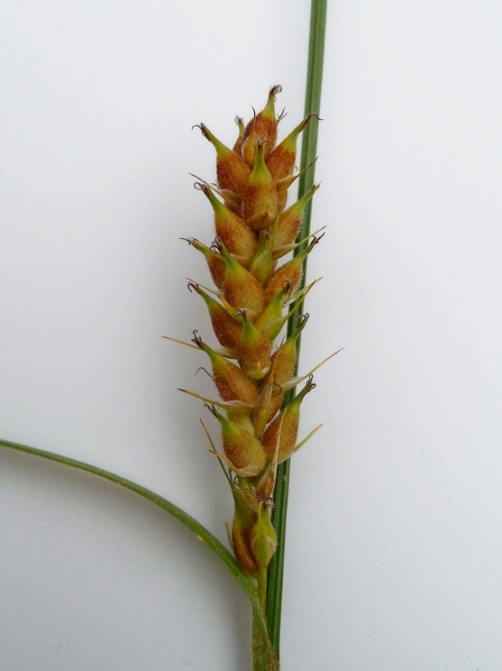 Image of Carex hirta specimen.