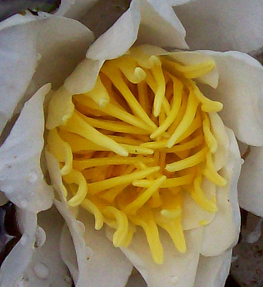 Image of Nymphaea candida specimen.