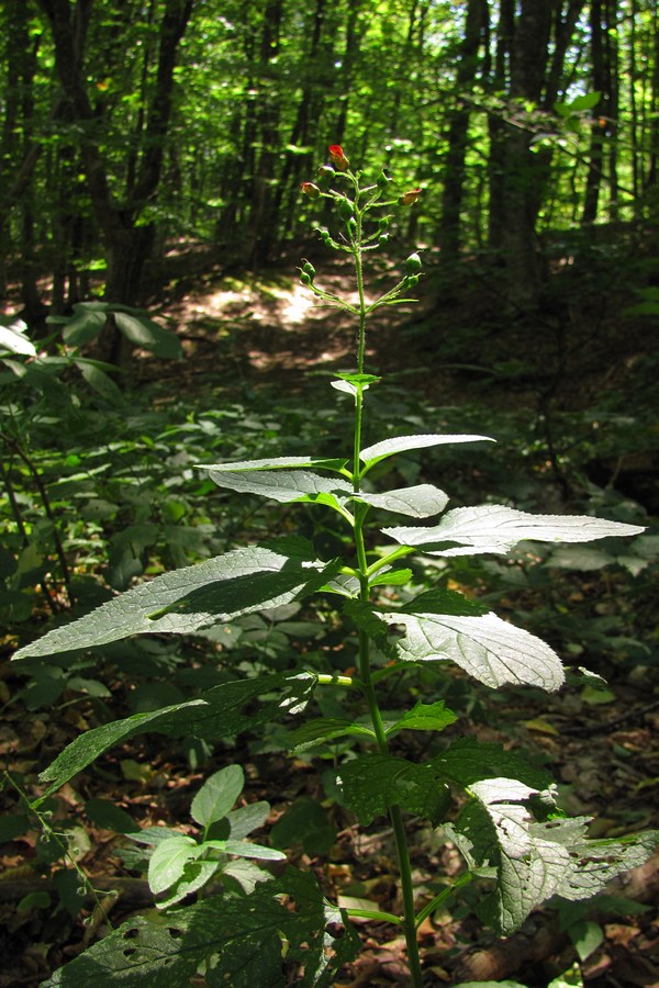 Image of Scrophularia nodosa specimen.