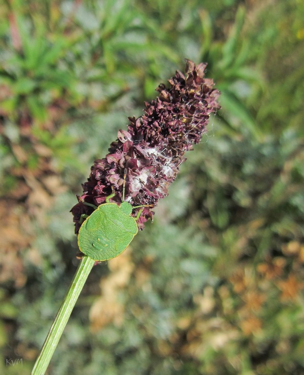 Image of Sanguisorba officinalis specimen.