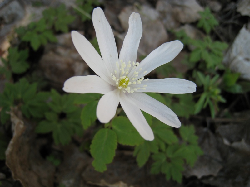 Image of Anemone altaica specimen.