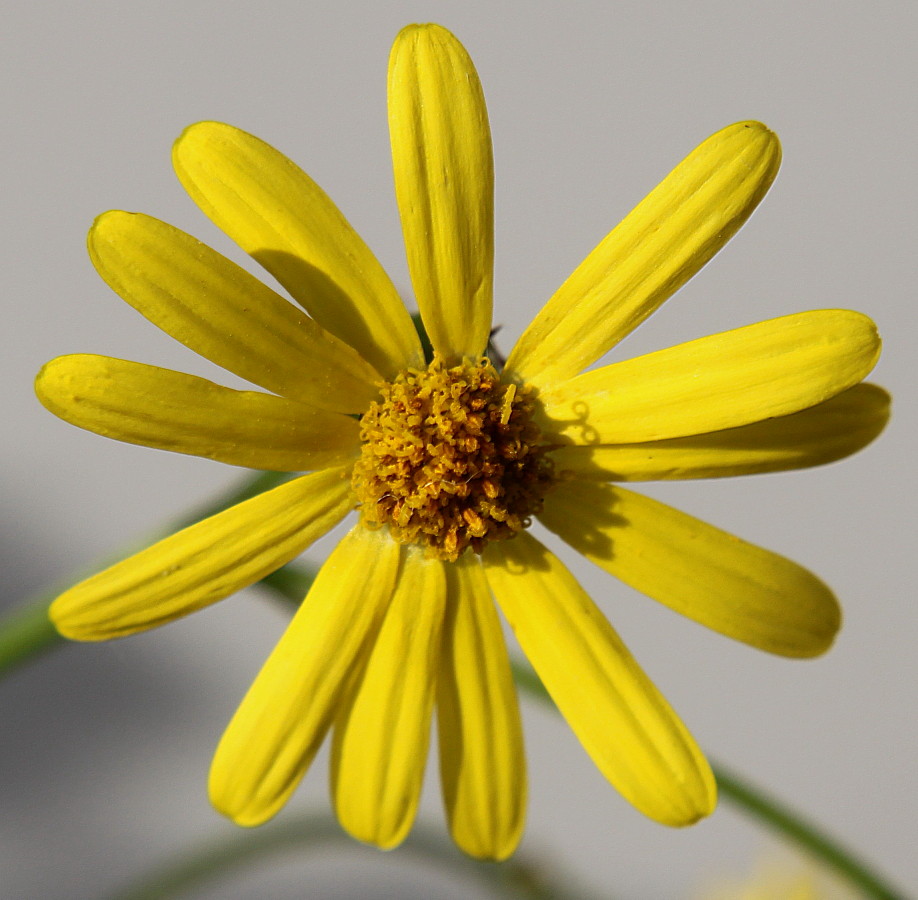 Image of Senecio inaequidens specimen.