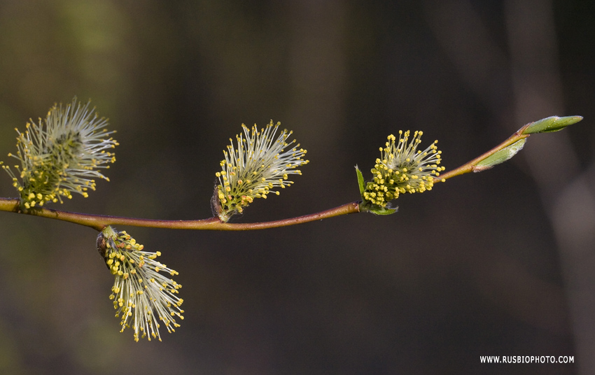 Image of Salix phylicifolia specimen.