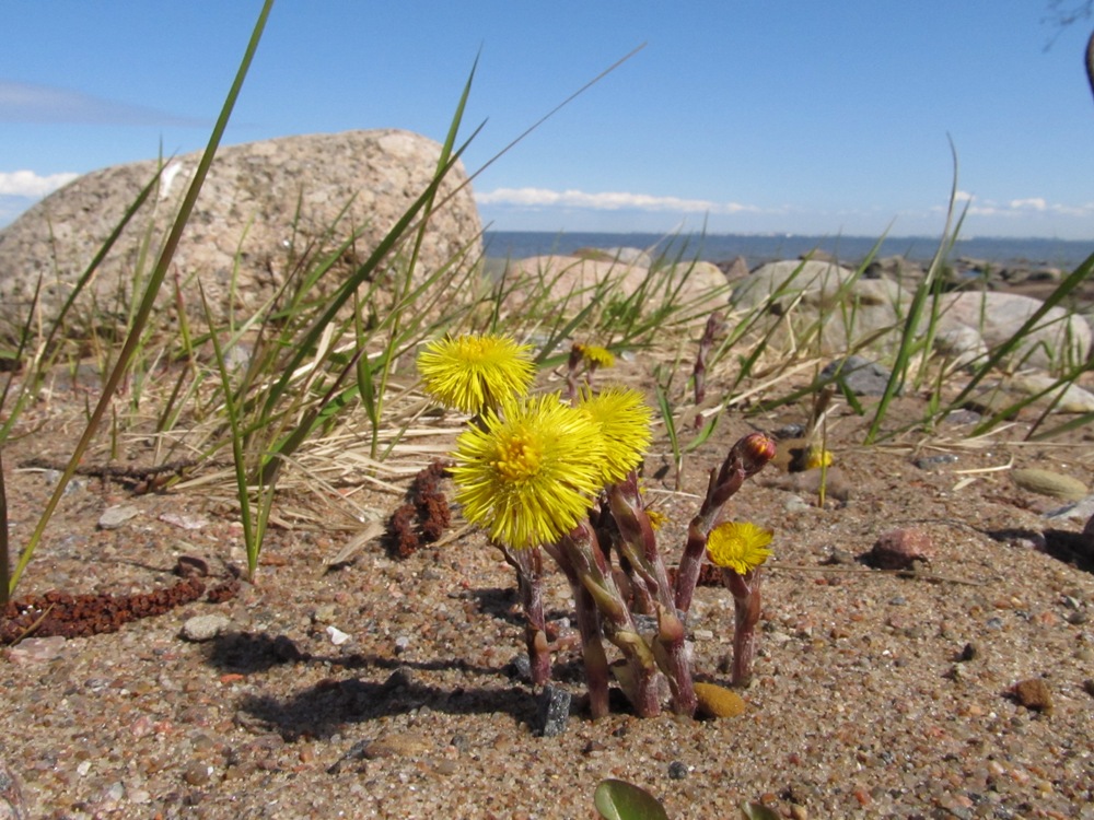 Image of Tussilago farfara specimen.